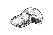 Potato sketch engraving vector