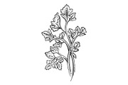 Cilantro parsley herb sketch