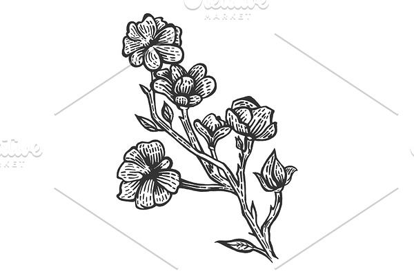 Magnolia flower sketch engraving