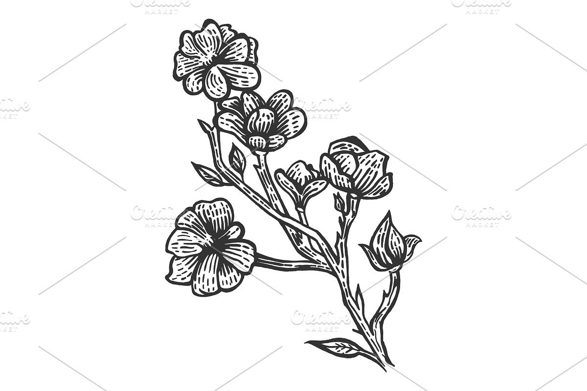 Magnolia flower sketch engraving in Illustrations - product preview 8
