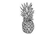 Pineapple sketch engraving vector