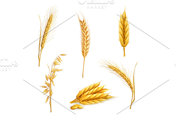 Wheat, oat, grains, vector icon set