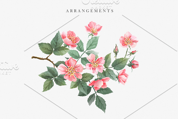 Watercolor Wild Rose in Illustrations - product preview 2