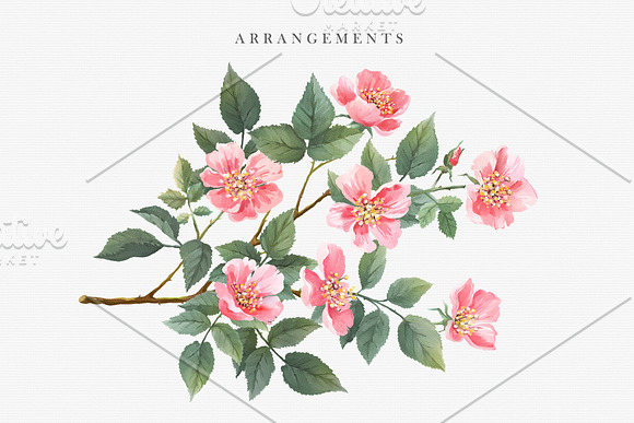 Watercolor Wild Rose in Illustrations - product preview 3