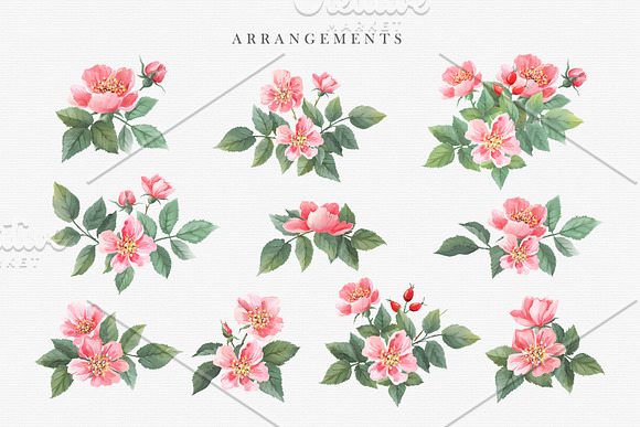 Watercolor Wild Rose in Illustrations - product preview 4