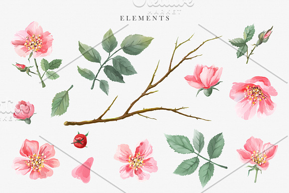 Watercolor Wild Rose in Illustrations - product preview 5