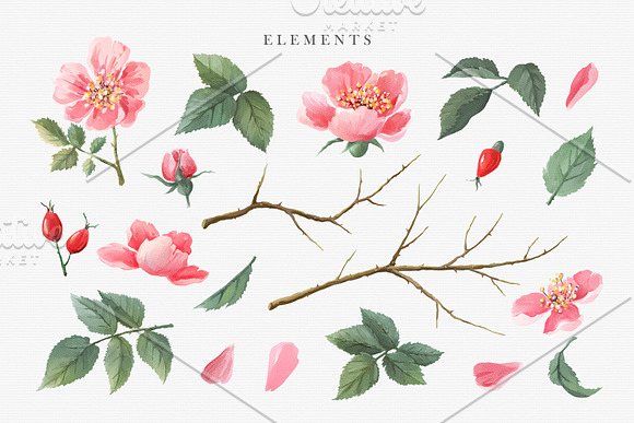 Watercolor Wild Rose in Illustrations - product preview 6