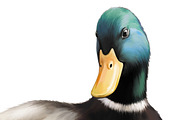 Male Mallard Duck. Vector