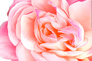 Beautiful Pink Rose. Vector
