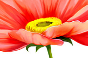 Red Poppy Flower. Vector