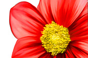 Red Dahlia Flower