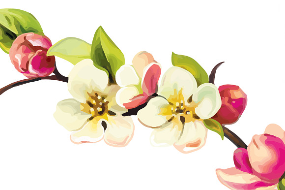 Cherry blossom flowers. Vector in Objects - product preview 1