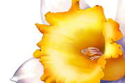 Daffodil flower or Narcissus. Vector
