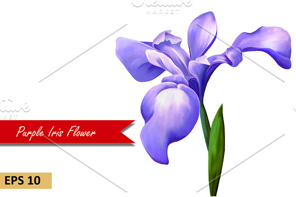 Purple Iris Flower. Vector