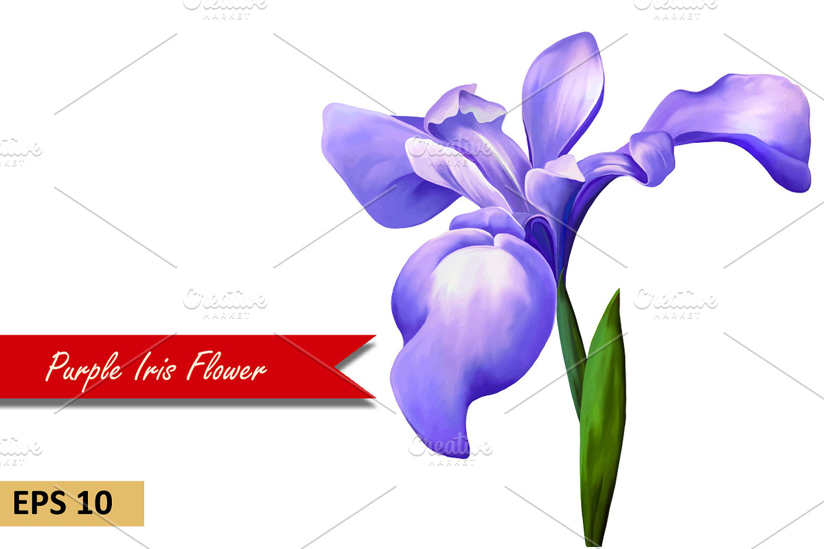 Purple Iris Flower. Vector in Objects - product preview 8