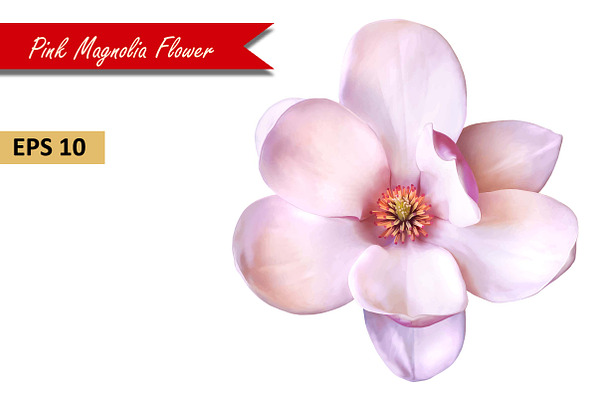 Pink Magnolia Flower. Vector