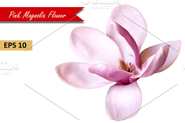 Pink Magnolia Flower. Vector