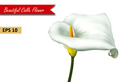 White Calla Lily Flower. Vector