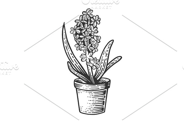 Hyacinth flower sketch engraving