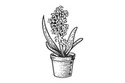 Hyacinth flower sketch engraving