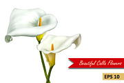 White Calla Lily Flowers. Vector