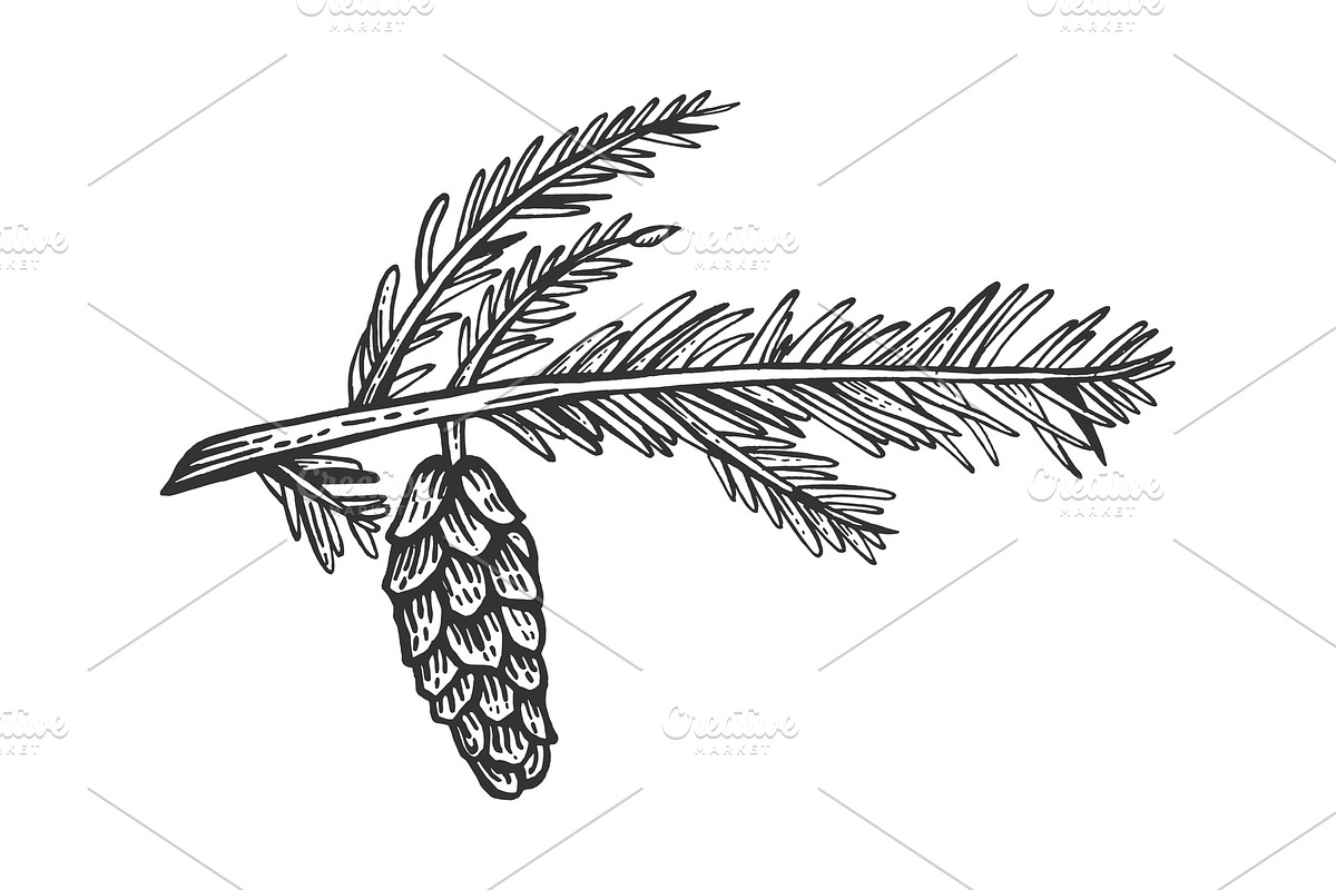Branch of pine with cone engraving in Illustrations - product preview 8