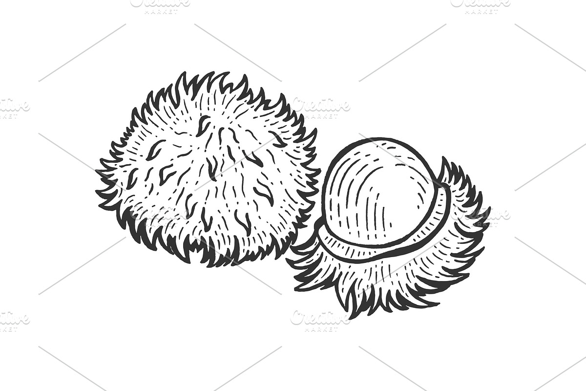 Rambutan sketch engraving vector in Illustrations - product preview 8