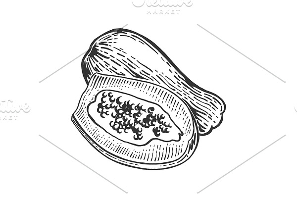 Papaya sketch engraving vector