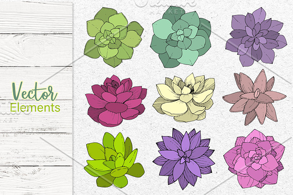 Succulents Vector Set  in Illustrations - product preview 7