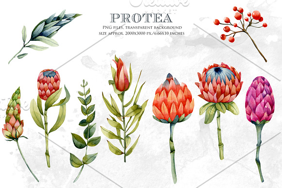 Royal flowers. Watercolor clip art. in Illustrations - product preview 3