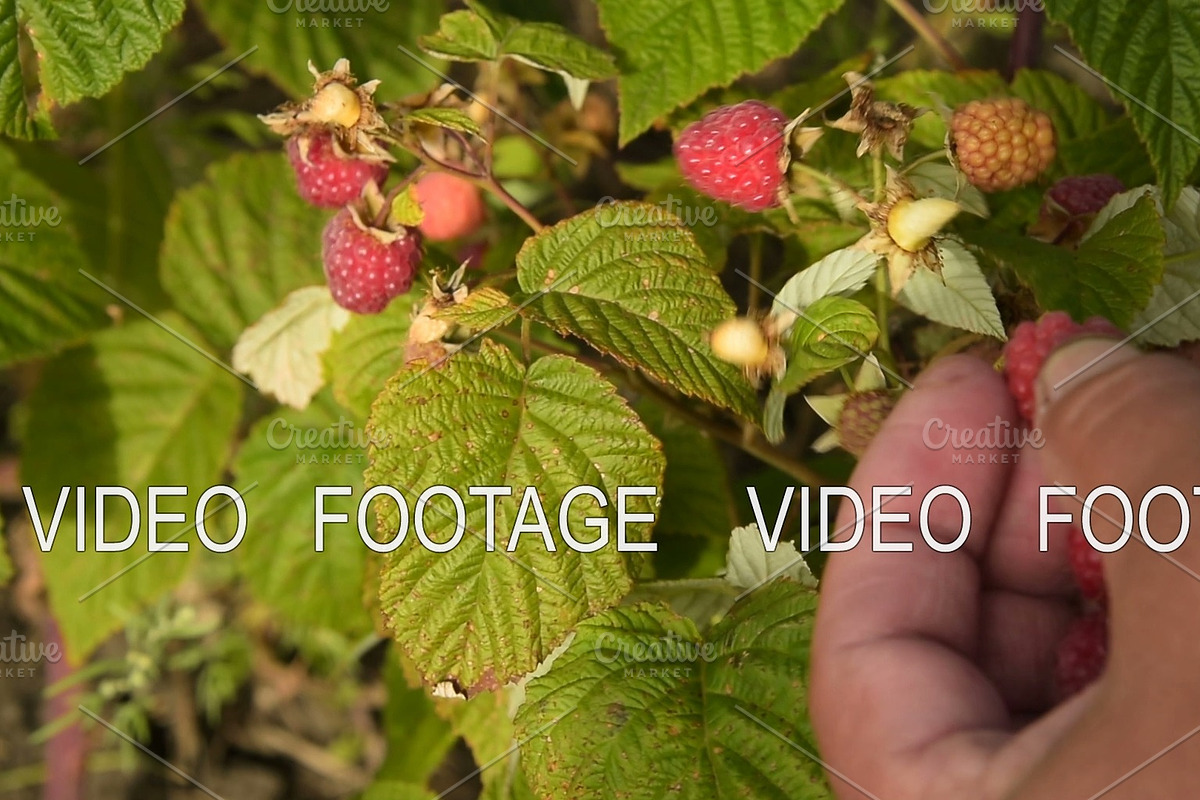 Gathering ripe raspberries in Graphics - product preview 8
