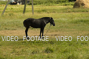 Black foal in the village