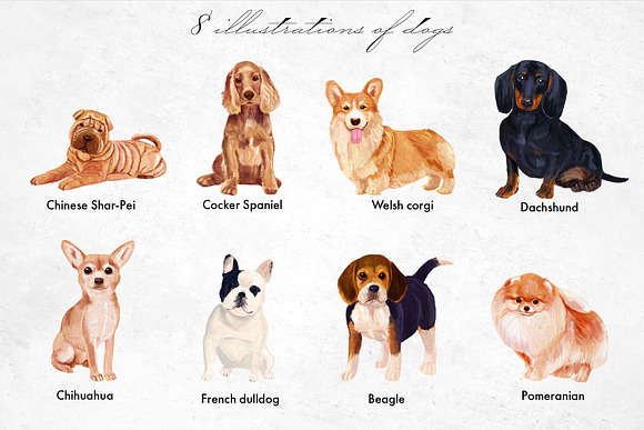 Dog breeds Illustrations in Illustrations - product preview 1