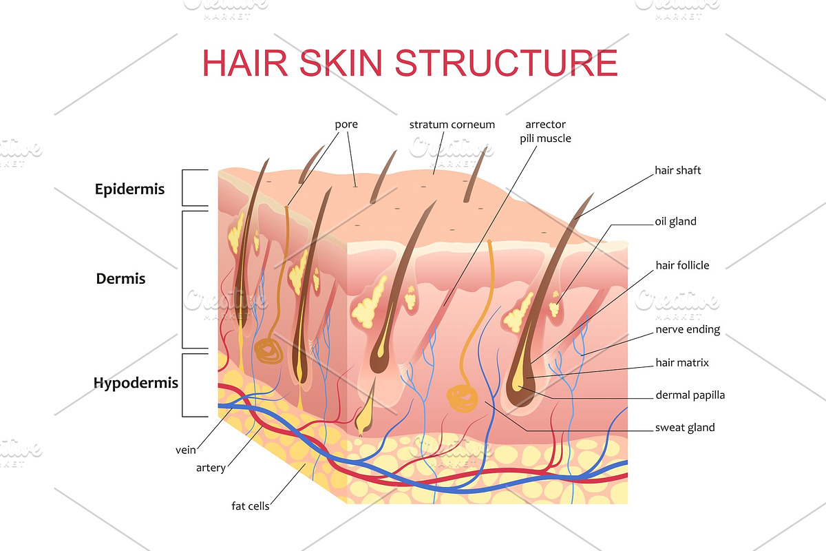 3D structure of the hair skin scalp in Objects - product preview 8