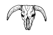 Texas longhorn bull skull