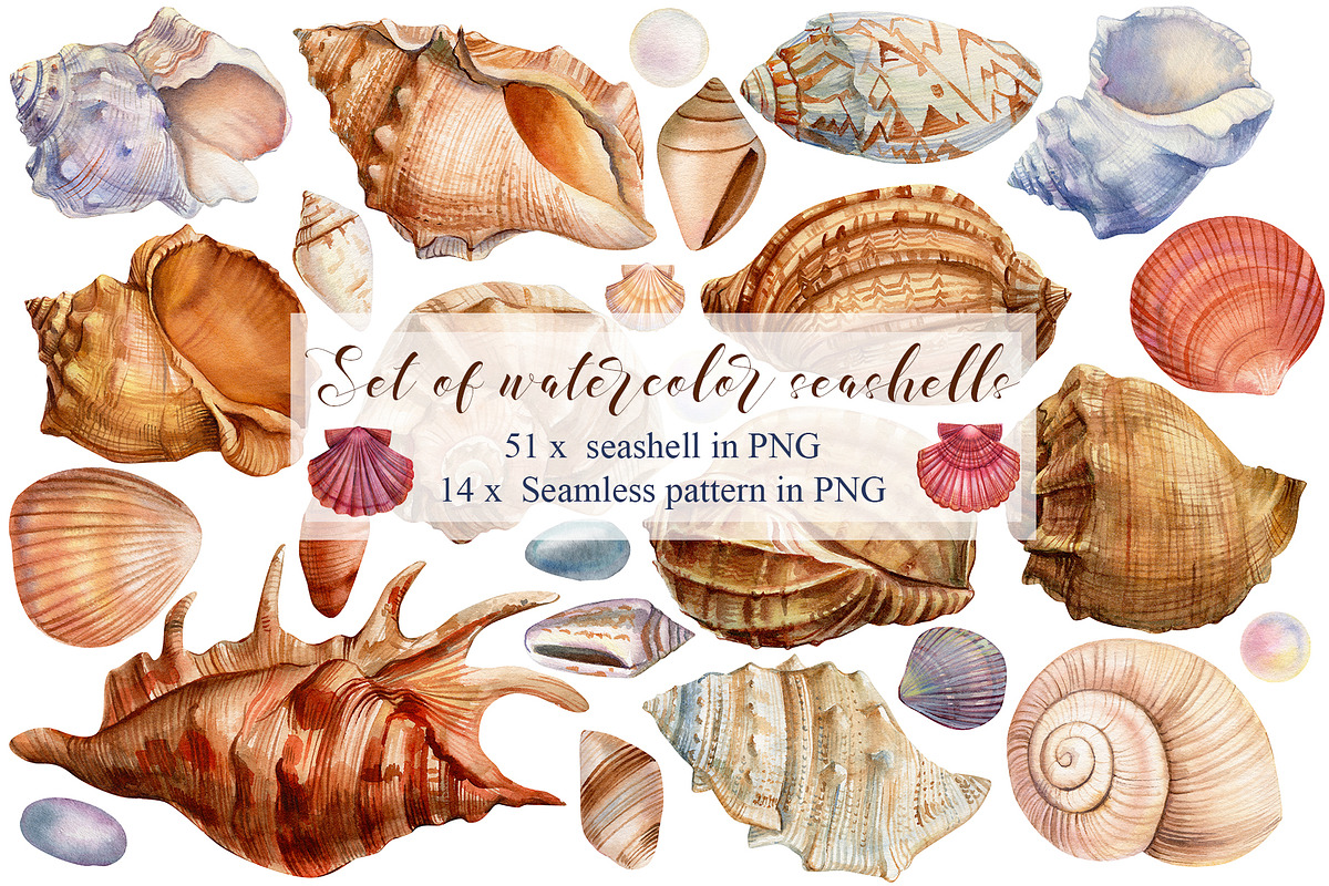 Set of seashells watercolor in Illustrations - product preview 8