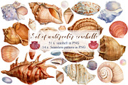 Set of seashells watercolor