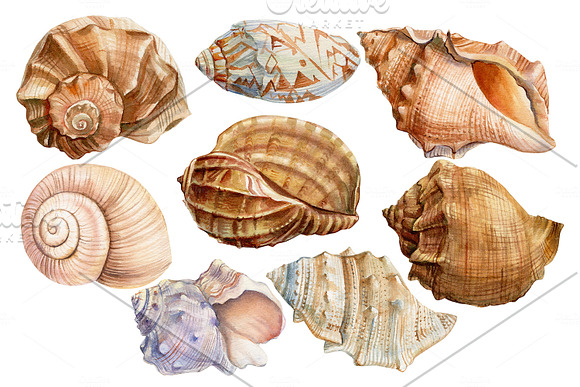 Set of seashells watercolor in Illustrations - product preview 1