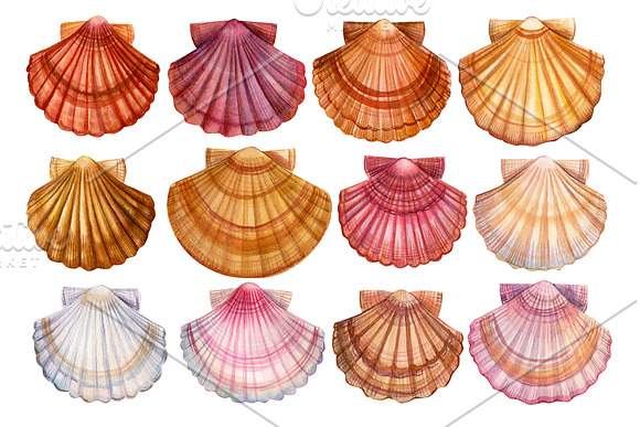Set of seashells watercolor in Illustrations - product preview 2