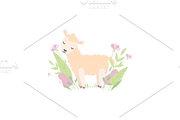 Cute Little Lamb, Adorable Sheep