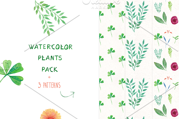 Watercolor plants collection in Illustrations - product preview 1