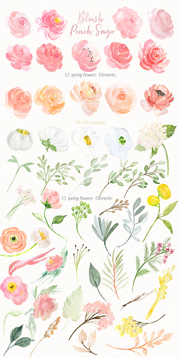Blush Peach Sage flowers in Illustrations - product preview 11