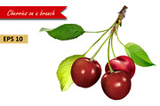 Red Cherries on a Branch. Vector
