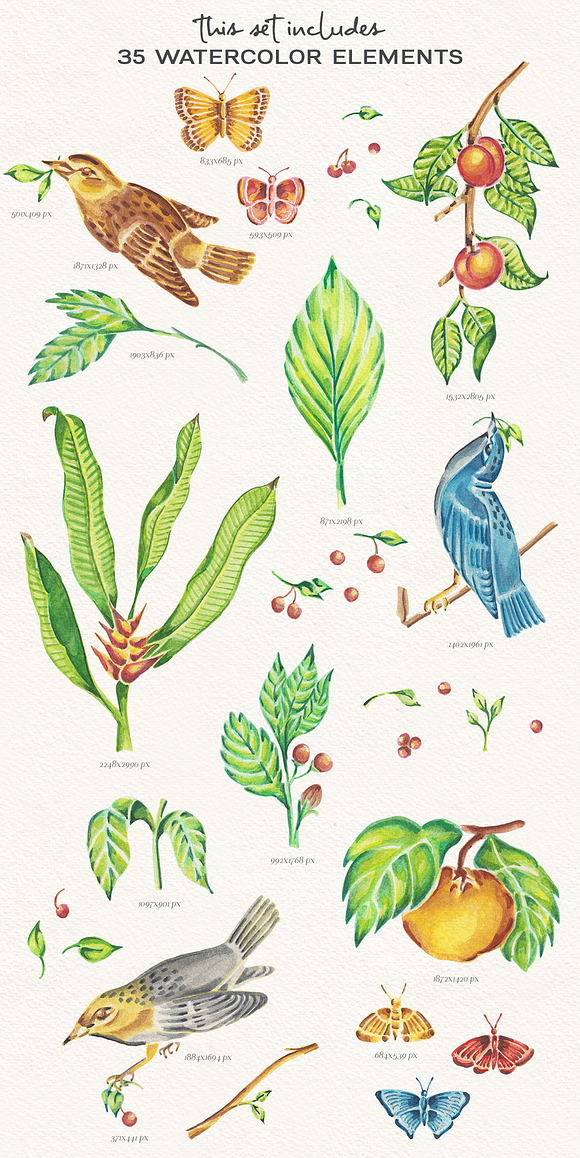 Birds & Plants Watercolor Set in Illustrations - product preview 6