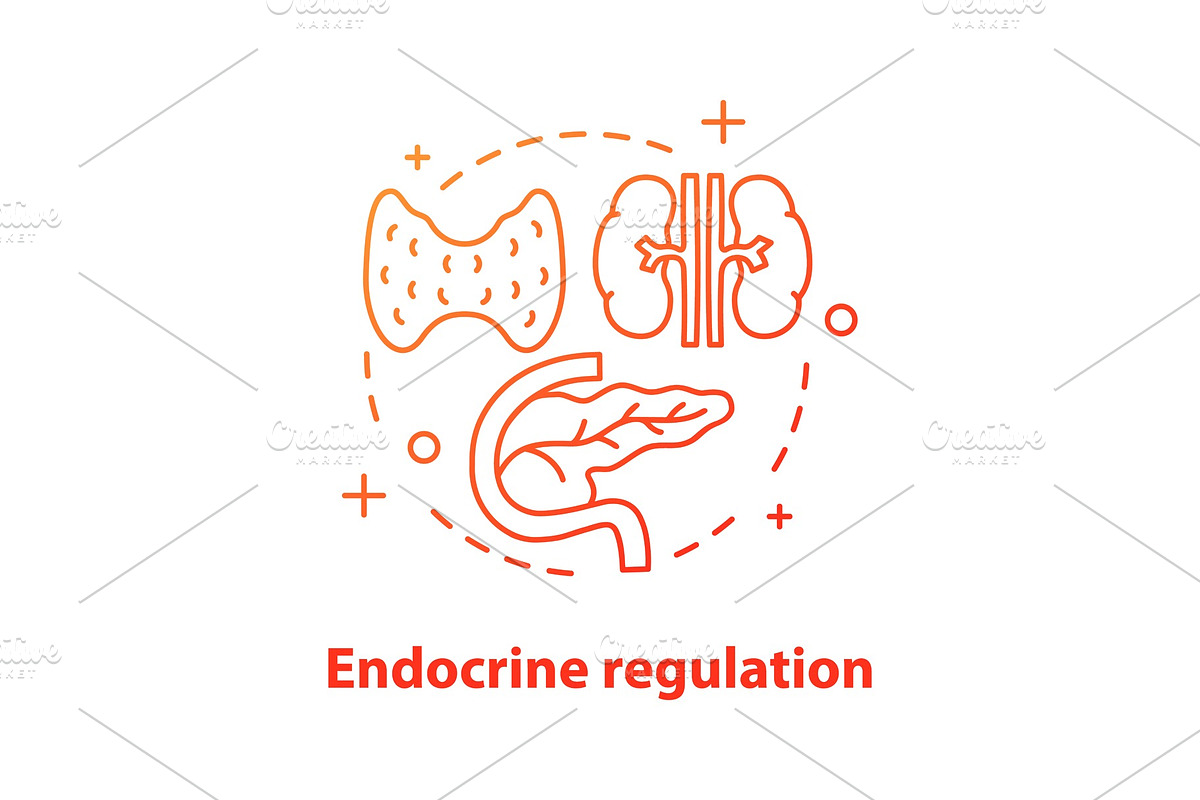 Endocrine regulation concept icon in Icons - product preview 8
