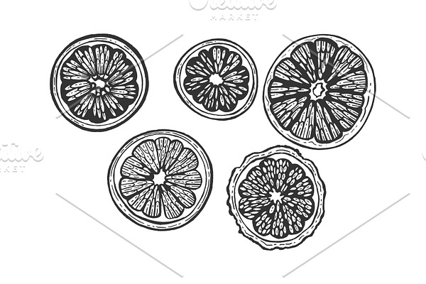 Citrus fruits slice set sketch
