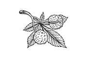 Chestnut tree branch sketch