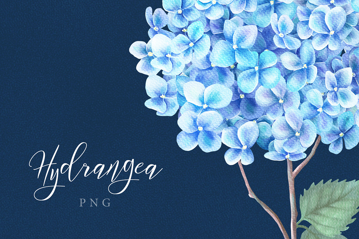 Watercolor Hydrangea in Illustrations - product preview 8