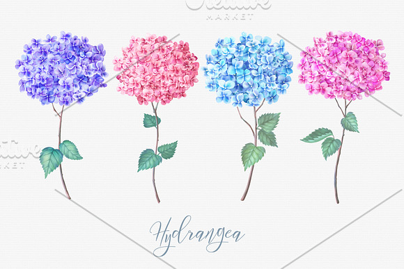 Watercolor Hydrangea in Illustrations - product preview 1