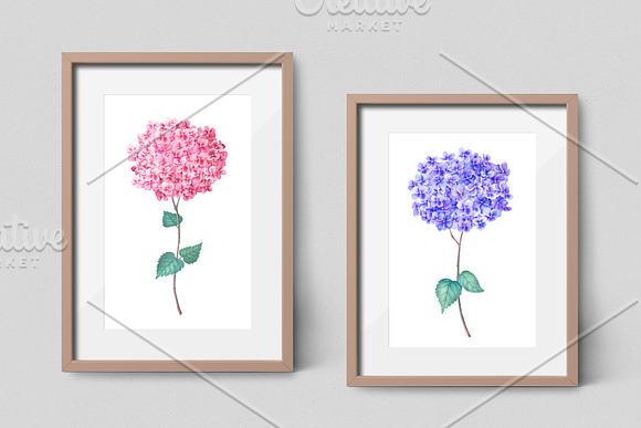Watercolor Hydrangea in Illustrations - product preview 2